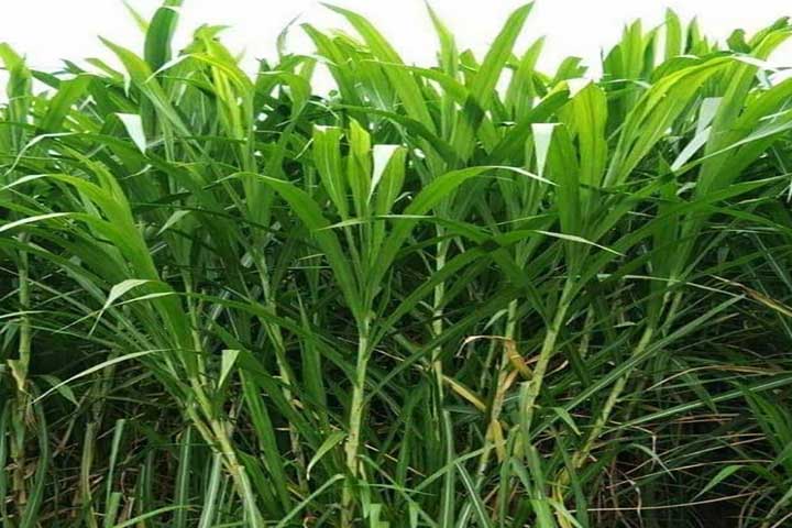 grass
