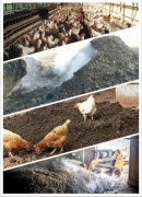 Why need to process chicken manure into organic fertilizer